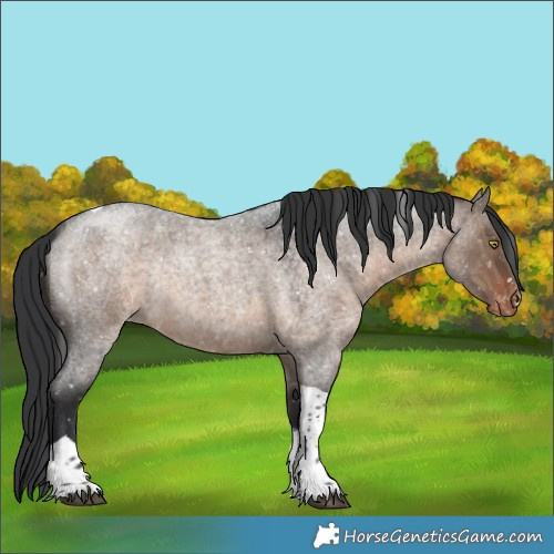 Horse Color:Brown Roan Dun Tobiano Appaloosa Rabicano
