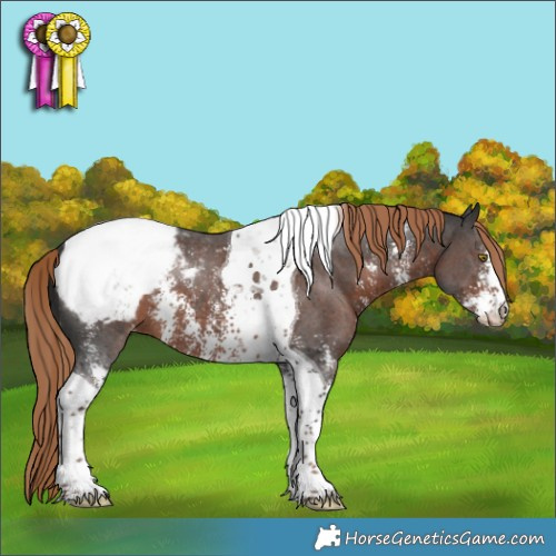 Horse Color:Liver Chestnut Sabino Tobiano Appaloosa 