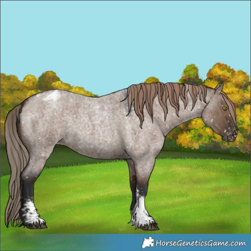 Horse Color:Liver Red Dun Roan Sabino Blanket Rabicano 