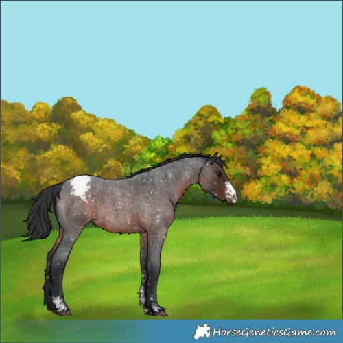 Horse Color:Brown Roan Sabino Appaloosa Rabicano