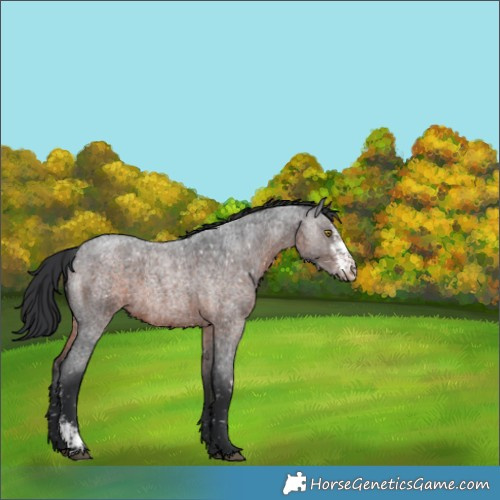 Horse Color:Brown Roan Sabino Appaloosa Rabicano 