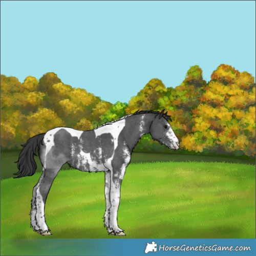 Horse Color:Black Sabino Tobiano 
