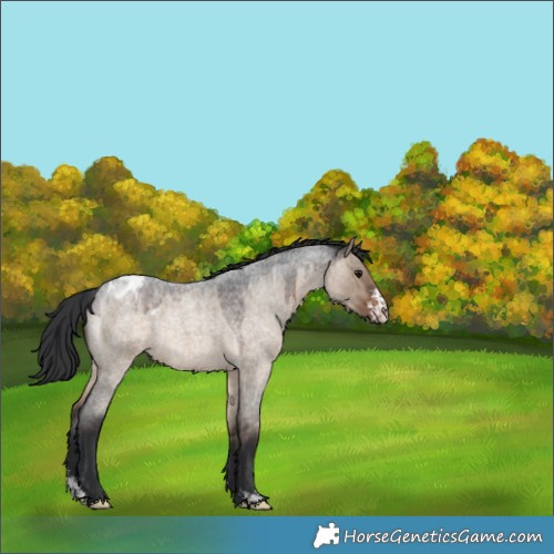 Horse Color:Brown Roan Dun Sabino Blanket Rabicano 
