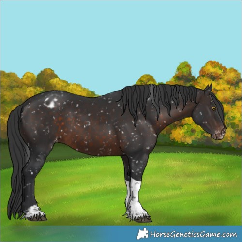Horse Color:Brown Sabino Tobiano Appaloosa Rabicano