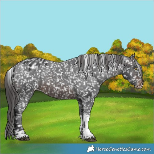 Horse Color:Brown Sabino Tobiano Snowflake Varnish Rabicano