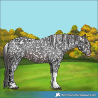 Horse Color:Brown Sabino Tobiano Snowflake Varnish Rabicano 
