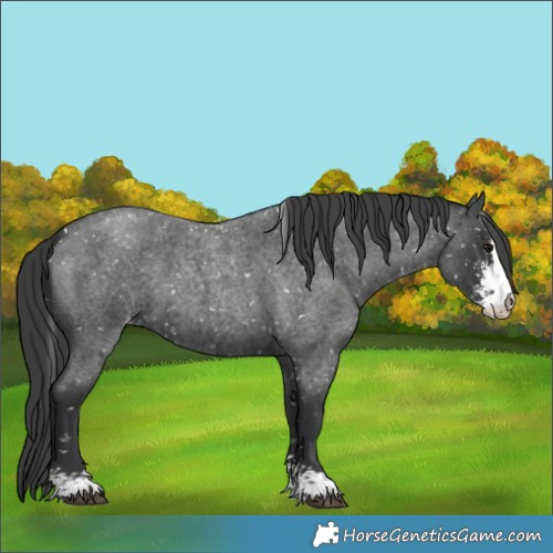 Horse Color:Blue Roan Sabino Snowflake Varnish 