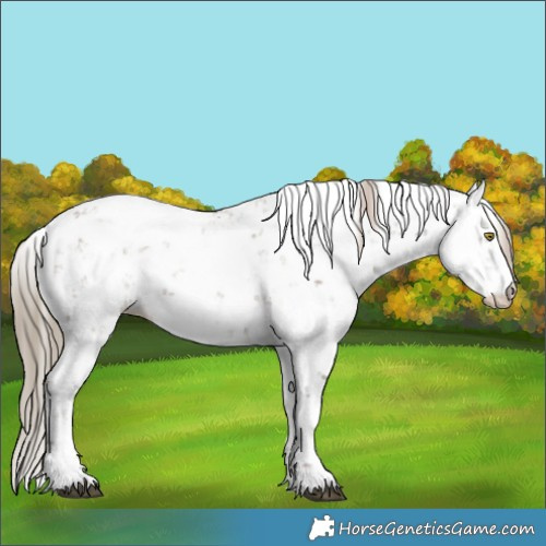 Horse Color:Liver Red Dun Sabino Appaloosa 