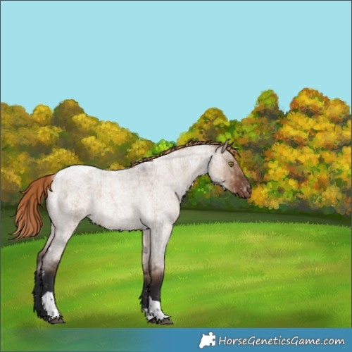 Horse Color:Liver Red Dun Roan Tobiano Snowflake VarnishBrindle 