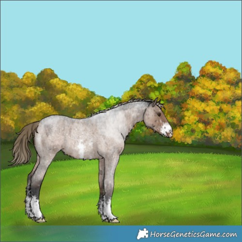 Horse Color:Liver Red Dun Roan Sabino Snowflake VarnishRabicano Brindle 