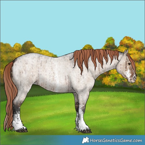 Horse Color:Liver Red Dun Roan Sabino Snowflake VarnishBrindle 