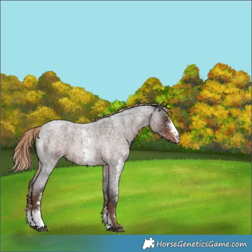 Horse Color:Liver Red Roan Sabino Snowcap 
