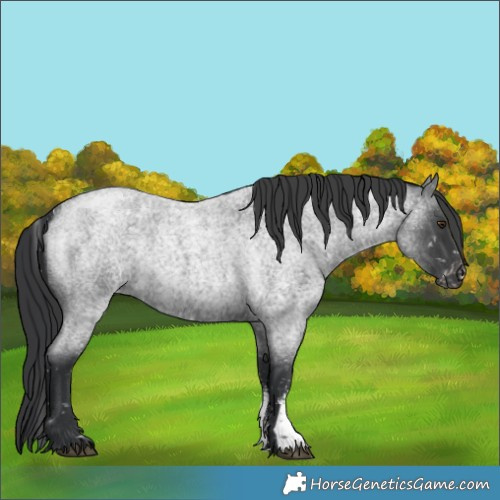 Horse Color:Blue Roan Sabino Appaloosa Rabicano 