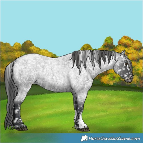 Horse Color:Blue Roan Sabino Appaloosa Rabicano 