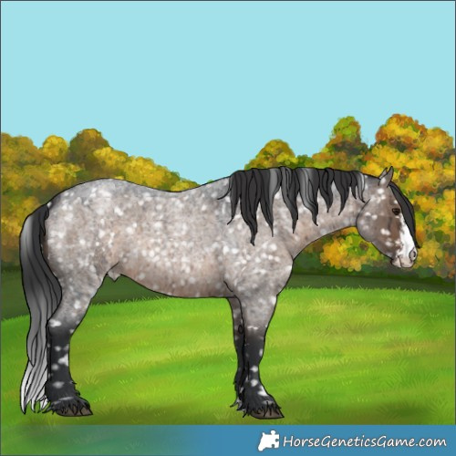 Horse Color:Brown Roan Dun Sabino Blanket Brindle 