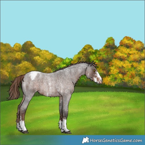 Horse Color:Liver Red Roan Sabino Snowcap Rabicano 