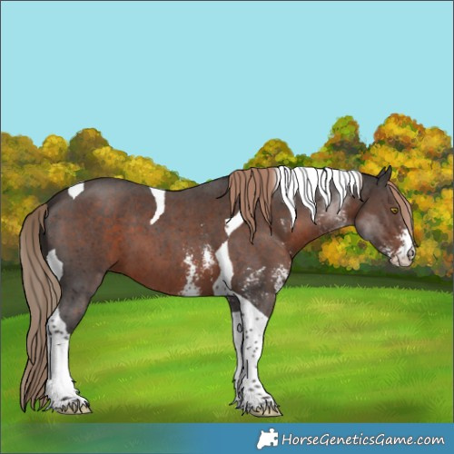 Horse Color:Liver Chestnut Sabino Tobiano 
