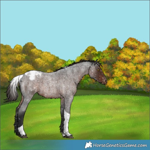 Horse Color:Liver Red Roan Tobiano Snowcap 