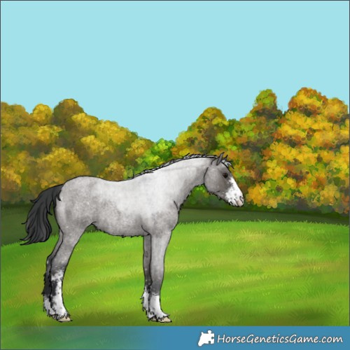 Horse Color:Grullo Roan Sabino Snowflake Varnish