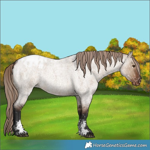 Horse Color:Liver Red Dun Roan Sabino Blanket Rabicano 