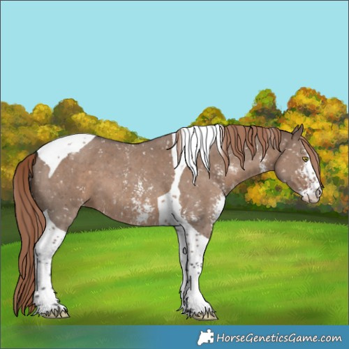 Horse Color:Liver Red Dun Sabino Tobiano Snowflake Varnish