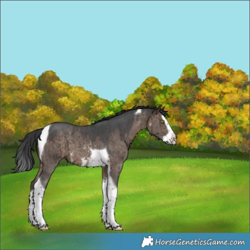 Horse Color:Brown Dun Sabino Splash Tobiano Brindle 