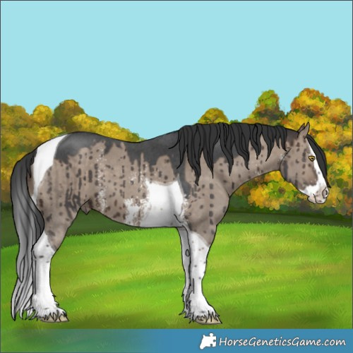 Horse Color:Brown Dun Sabino Splash Tobiano Brindle 