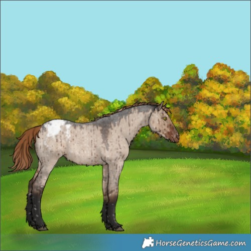 Horse Color:Liver Red Dun Roan Snowflake VarnishRabicano Brindle 