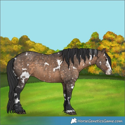 Horse Color:White Spotted Brown Dun Sabino Snowflake Varnish