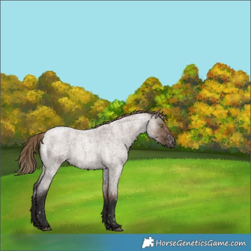 Horse Color:Liver Red Dun Roan Snowflake Varnish Rabicano 