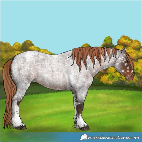 Horse Color:Liver Red Roan Tobiano Appaloosa 