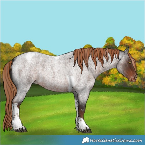 Horse Color:Liver Red Roan Tobiano Appaloosa 
