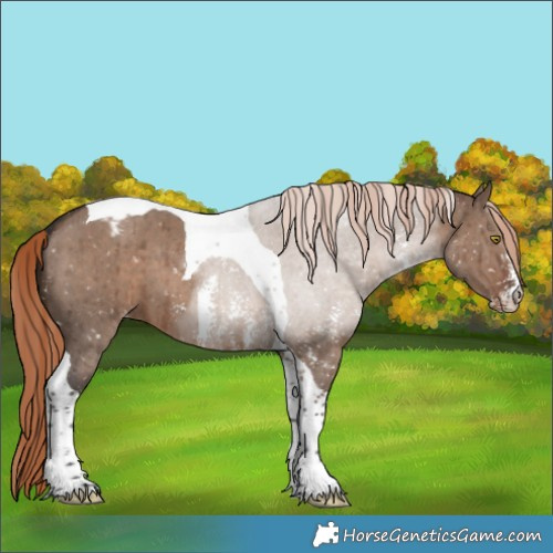 Horse Color:Liver Red Dun Sabino Tobiano Appaloosa Brindle 