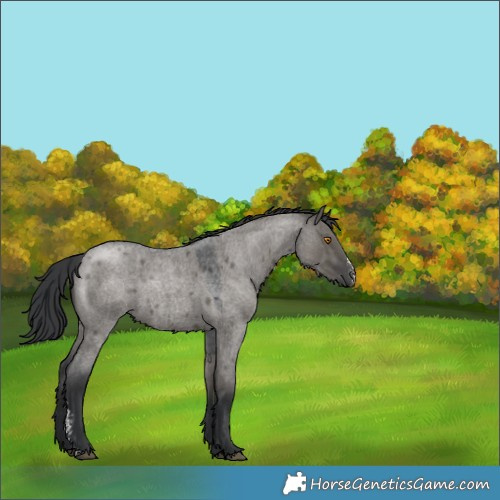 Horse Color:Grullo Roan Sabino 