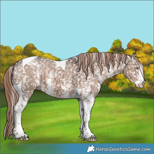 Horse Color:Liver Red Dun Sabino Tobiano Appaloosa Brindle 