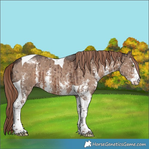 Horse Color:Liver Red Dun Sabino Tobiano Appaloosa Brindle 