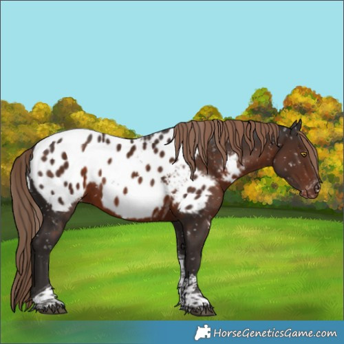 Horse Color:Liver Chestnut Sabino Tobiano Appaloosa 