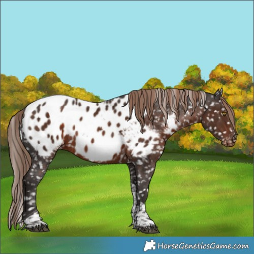 Horse Color:Liver Chestnut Sabino Tobiano Near Leopard 
