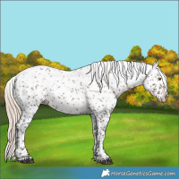 Horse Color:Liver Chestnut Sabino Snowflake Varnish Rabicano 
