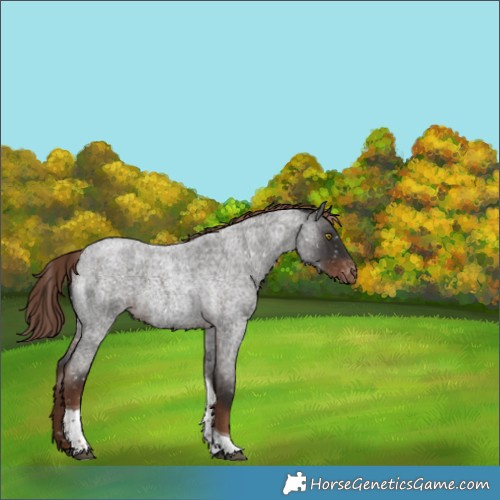 Horse Color:Liver Red Roan Tobiano Snowflake Varnish 