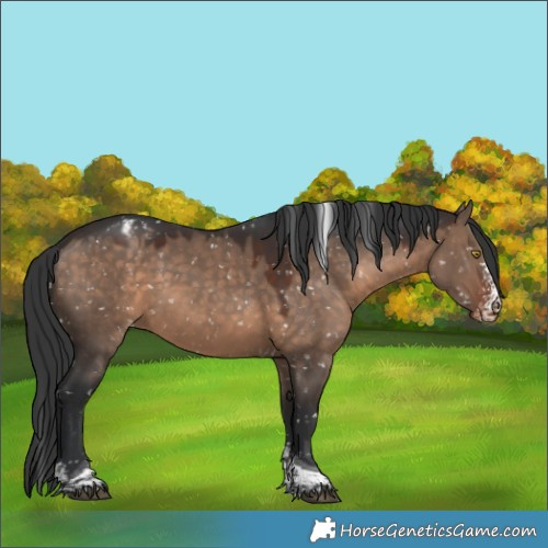 Horse Color:Brown Dun Sabino Tobiano Snowflake Varnish 