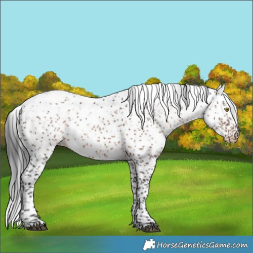 Horse Color:Brown Dun Sabino Appaloosa Rabicano Brindle 