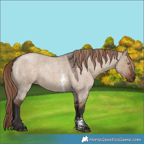 Horse Color:Liver Red Dun Roan Sabino Rabicano
