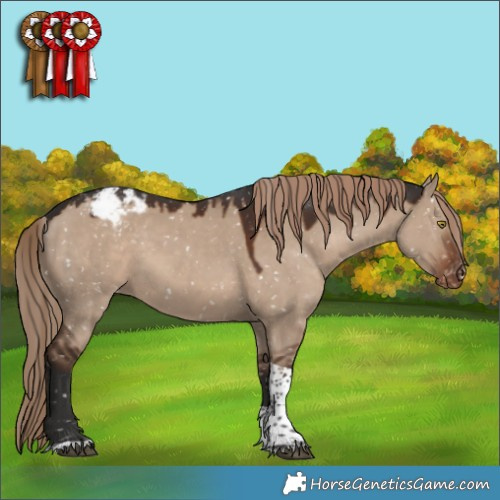 Horse Color:Liver Red Dun Tobiano Appaloosa 