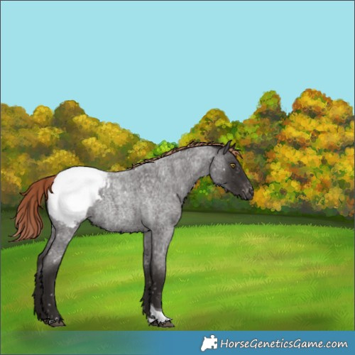 Horse Color:Liver Red Roan Tobiano Snowcap Rabicano 