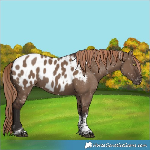 Horse Color:Liver Red Dun Sabino Tobiano Appaloosa Rabicano 