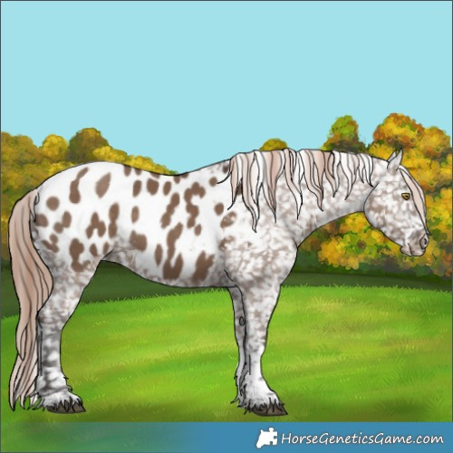 Horse Color:Liver Red Dun Sabino Tobiano Near Leopard Rabicano 