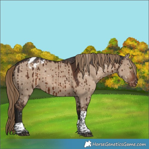 Horse Color:Liver Red Dun Sabino Tobiano Appaloosa Brindle 