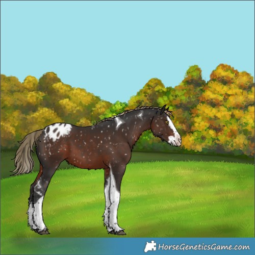 Horse Color:Liver Chestnut Splash Tobiano Appaloosa 