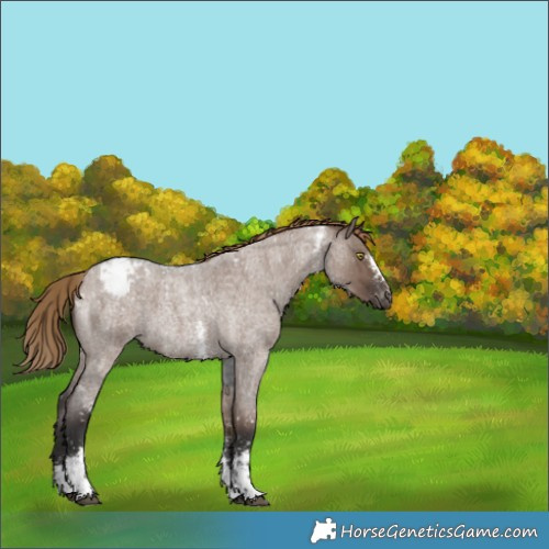 Horse Color:Liver Red Dun Roan Sabino Snowcap 